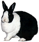 betsy4
